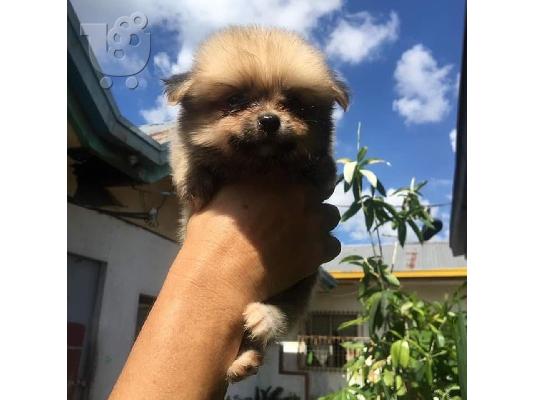 Κουτάβια Pomeranian